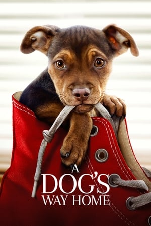 A Dogs Way Home (2019) Hindi Dual Audio 720p Web-DL [900MB]